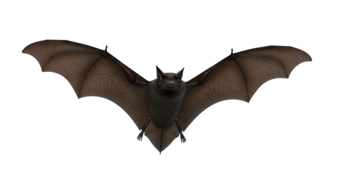 Isolated bat flying, wings spread, a nocturnal creature in flight, a dark mammal with claws