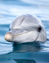 Close-up of a dolphin's head