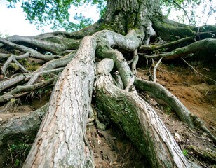 Massive tree roots spread across earth