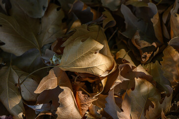 Sunlit dry plane tree leaves with detailed texture