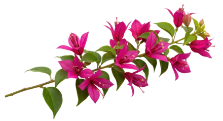 Isolated Bougainvillea spectabilis branch with magenta bracts and green leaves, tropical flower