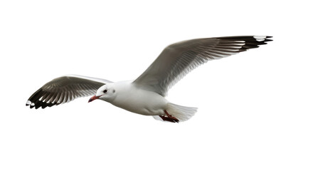Isolated Silver gull soaring in the sky, with beautiful wings extended, close up view, air flying