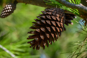 Open pine cone on sunlit branch in natural forest