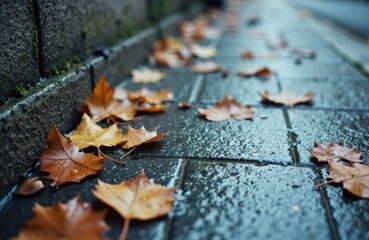 Fallen autumn leaves scattered on wet pavement after rain