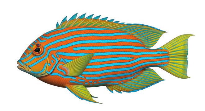 Isolated Mandarinfish illustration, colorful marine aquarium fish with striking blue and orange stripes