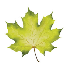 Watercolor illustration of a green maple leaf with natural tones, perfect for eco design, botanical projects, packaging, labels, web design, banners, patterns, book illustrations and art prints. 