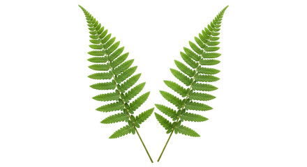Isolated image of two fresh bright green ferns, symmetrical, in a V shape, nature pattern