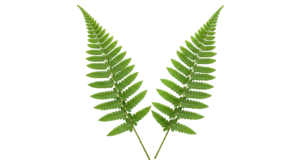Isolated image of two fresh bright green ferns, symmetrical, in a V shape, nature pattern