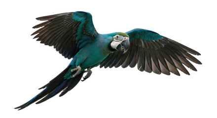Isolated Macaw in flight flapping its wings, showing its colorful feathers beautifully