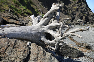 Arbre mort sur le board de l'oc&eacute;an