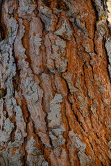 Brown tree trunk close-up texture for photography