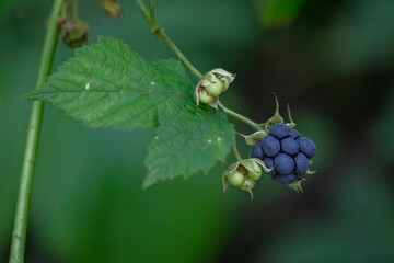 Blackberry berries on a branch close-up
