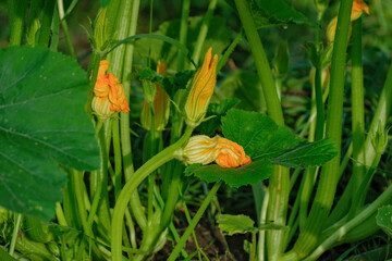 Zucchini plant - flowers and budding fruit