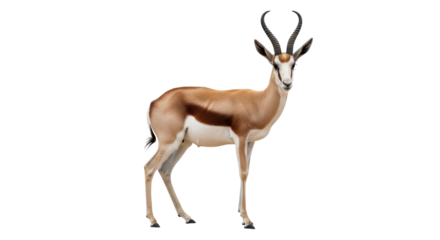 Isolated springbok antelope standing in full body profile on a seamless background, wildlife
