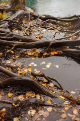 Exposed tree roots along water edge covered with fallen autumn leaves, and with raindrops, reflecting seasonal wilderness and natural textures