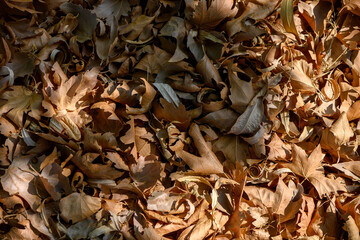 Naklejka premium Sunlit dried autumn leaves texture for flat lay