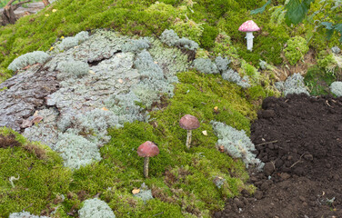 Design plan of the backyard of a garden plot and a recreation area, decorative elements, moss, roots, mushrooms