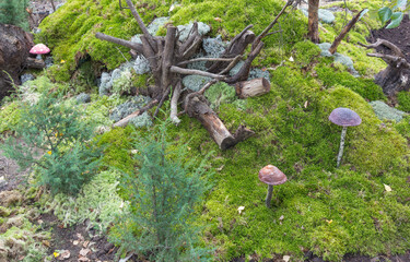 Design plan of the backyard of a garden plot and a recreation area, decorative elements, moss, roots, mushrooms