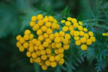 Tanacetum vulgare in the green summer meadow, soft selective focus. Wildflowers tansy yellow background. Yellow flowers close up. Tanacetum vulgare is a medical herb