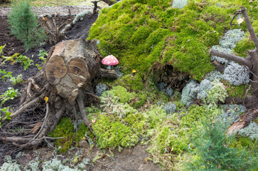 Design plan of the backyard of a garden plot and a recreation area, decorative elements, moss, roots, mushrooms