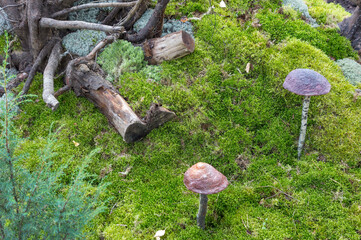 Design plan of the backyard of a garden plot and a recreation area, decorative elements, moss, roots, mushrooms