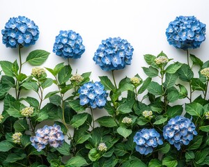 Hydrangea flowers arranged in a horizontal row against a white background.  Fresh, vibrant
