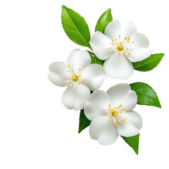 Jasmine Flowers Close-up Arrangement isolated on white or transparent background, png clipart, design element