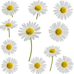 Fototapeta premium or field. collection. isolated with white or background daisies of chamomile Set on full depth Path