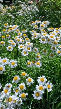 Pyrethrum sp., flowering plant similar to chamomile in the garden