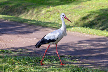white stork in the meadow
