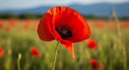 Vibrant Red Poppy Flower in a Field of Green Under a Blue Sky.
