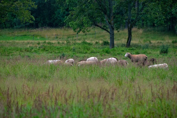 flock of sheep behind the grass in meadow near forest