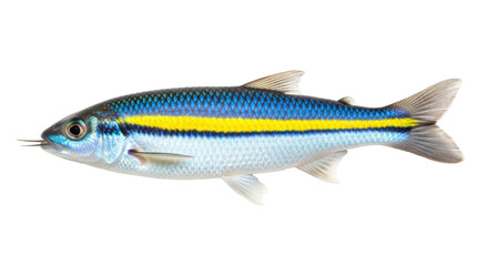 Isolated barbel fish, colorful freshwater species with a distinctive yellow stripe, studio shot