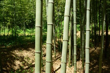 Obraz premium Phyllostachys nigra var. henonis, is an ornamental bamboo native to China. It grows up to 8m tall, turns brown with age, and is used for landscaping, crafts, construction, and edible shoots.