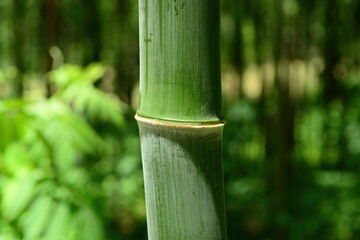 Phyllostachys nigra var. henonis, is an ornamental bamboo native to China. It grows up to 8m tall, turns brown with age, and is used for landscaping, crafts, construction, and edible shoots.