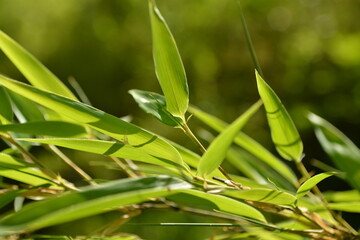 Phyllostachys nigra var. henonis, is an ornamental bamboo native to China. It grows up to 8m tall, turns brown with age, and is used for landscaping, crafts, construction, and edible shoots.