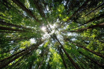 Fototapeta premium Lush forest canopy, sunbeams piercing through
