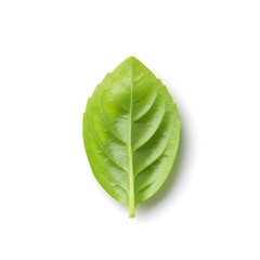 Obraz premium Fresh basil leaf isolated on white background with full depth of field. Top view. Flat lay