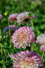 Aphrodite Ariko Aphrodite, white dahlia with pink edges on the petals