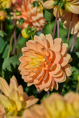 beautiful orange and yellow dahlia Aladdins Lamb