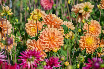blooming dahlia garden with Aladdin's Lamp among the flower buds and other colors
