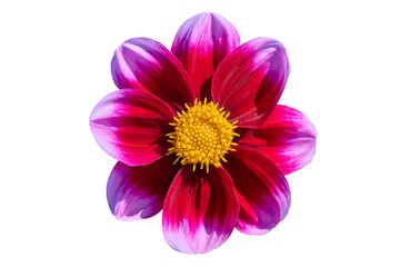 dahlia Bashfull, pink-red petals with a yellow heart