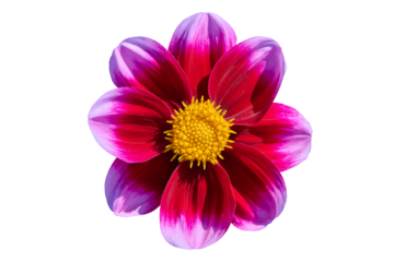 dahlia Bashfull, pink-red petals with a yellow heart
