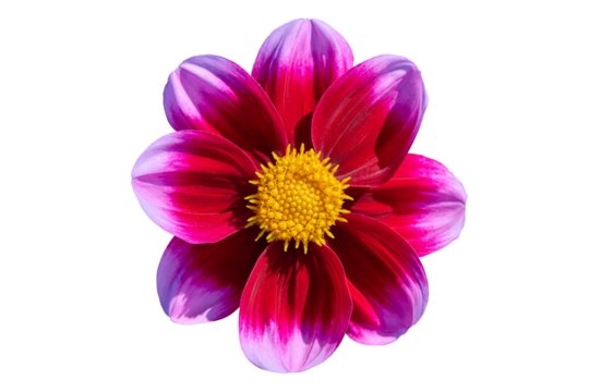dahlia Bashfull, pink-red petals with a yellow heart - Powered by Adobe