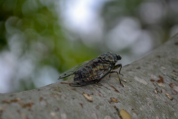 bug on a leaf