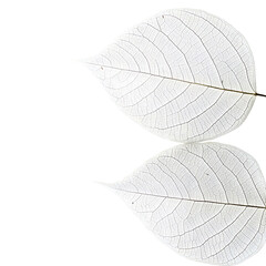 Minimalist White Skeleton Leaves with Soft Reflection isolated on transparen background (PNG)