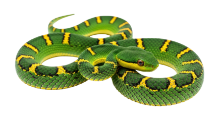 Isolated Green pit viper Trimeresurus albolabris, snake with yellow pattern and vivid coloration