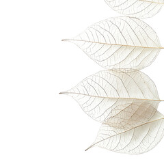 Minimalist White Skeleton Leaves with Soft Reflection isolated on transparen background (PNG)