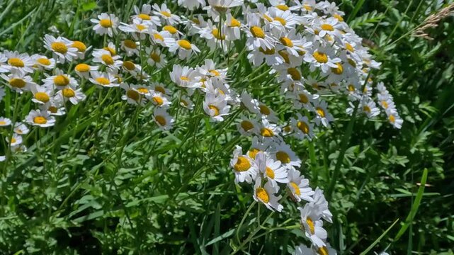 Pyrethrum sp., flowering plant similar to chamomile in the garden