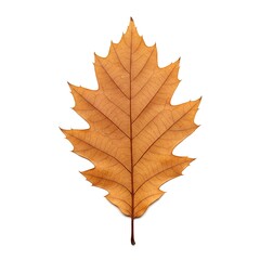 Obraz premium view. Autumn lay Top oak background. Fall white on leaf season isolated Flat foliage. Path